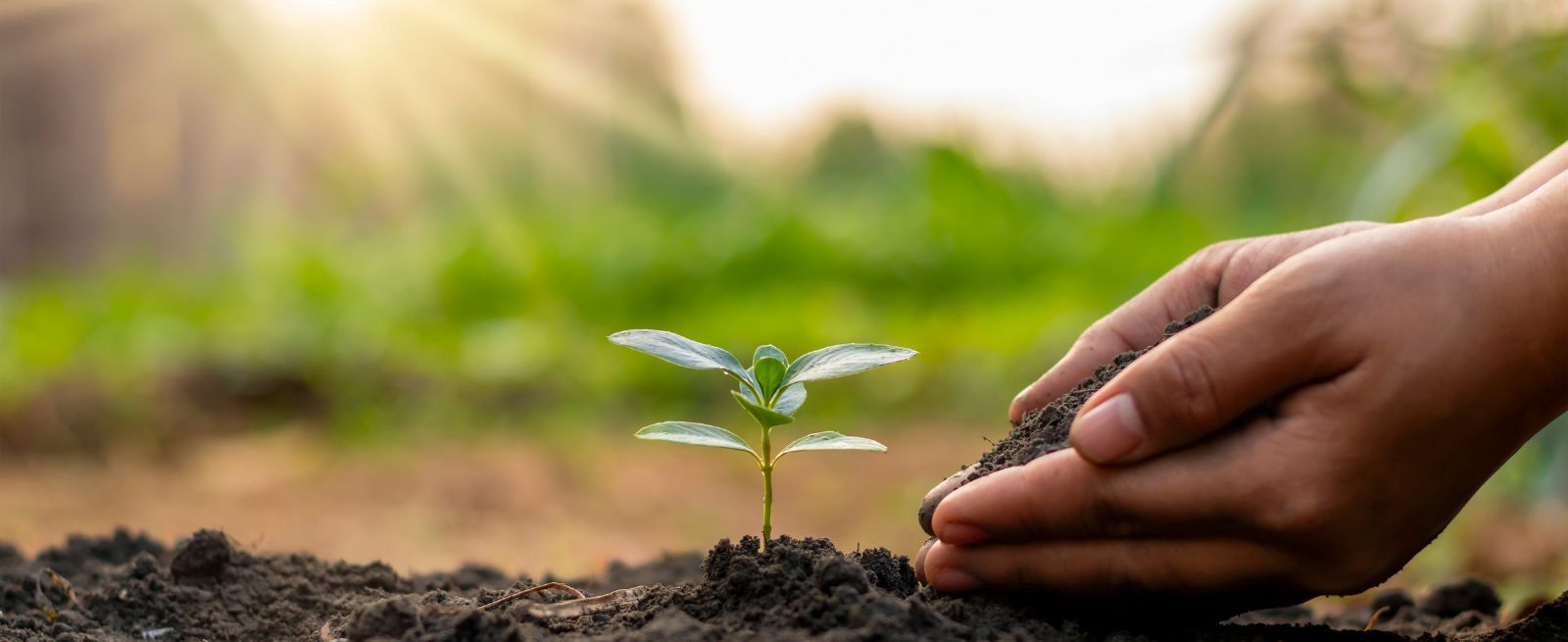 Tree Planting Banner Image