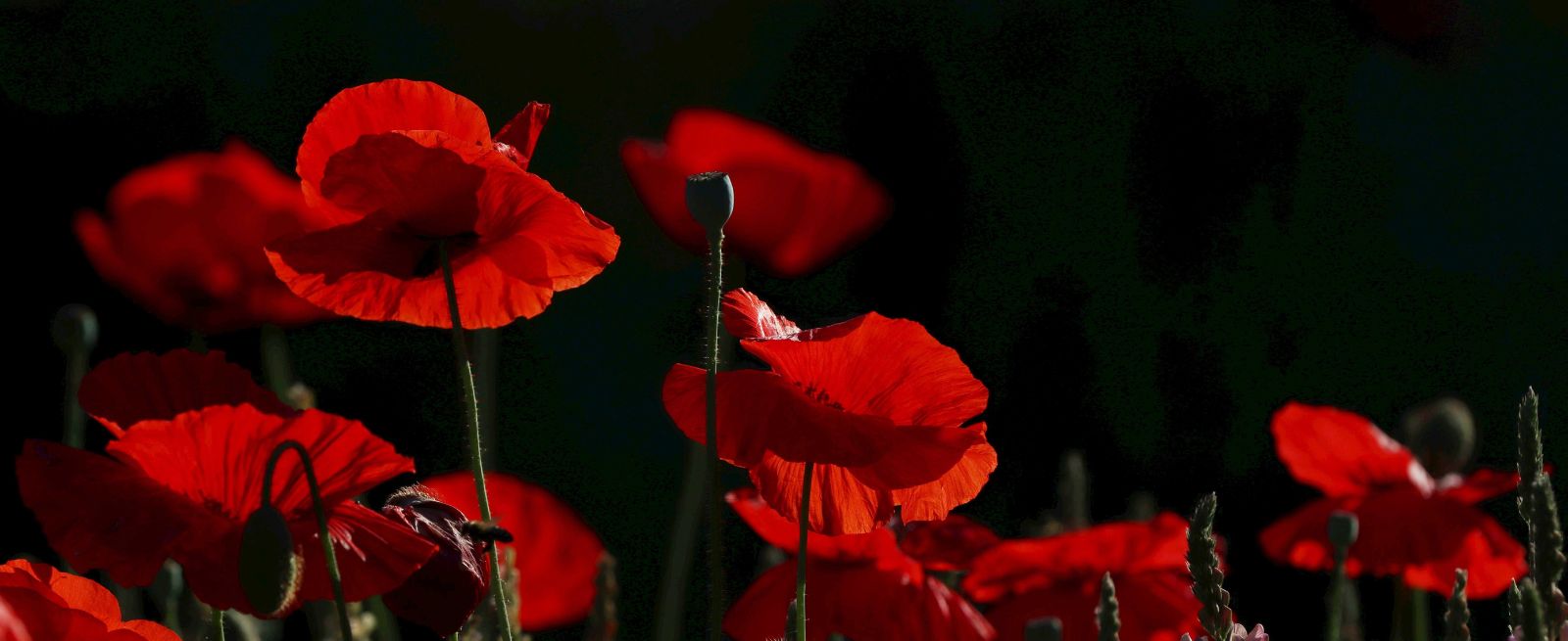 Remembrance Day Banner Image